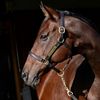 horsesx21