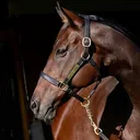 @horsesx21