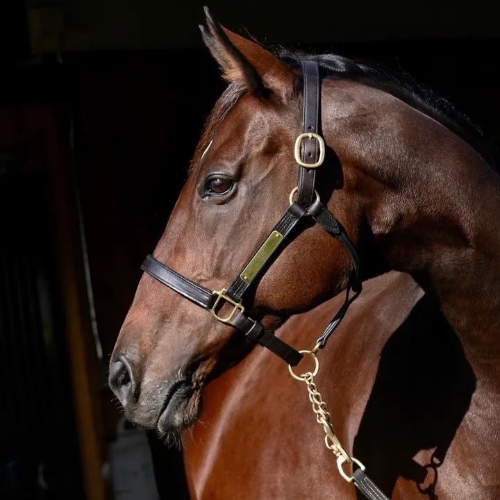 horsesx21