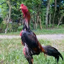 @raptorgraphics17