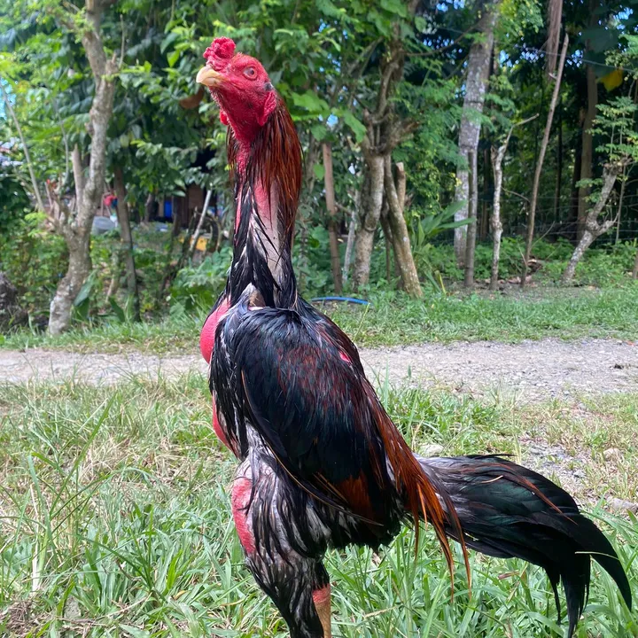 @raptorgraphics17
