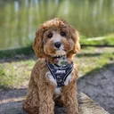 @roscothecavapoo1