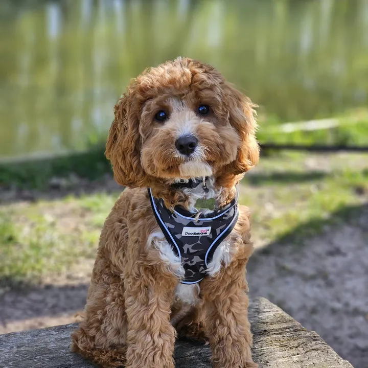 roscothecavapoo1