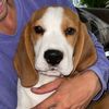 bogeythebeagle