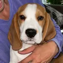 @bogeythebeagle