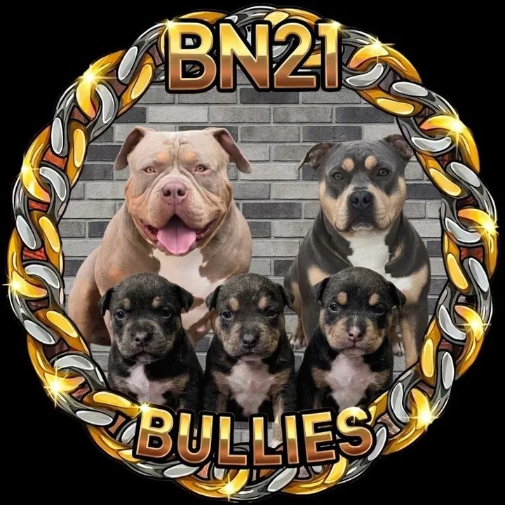 @bn21bullies