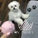 @v_psiara