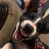 collie.gnocchi
