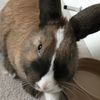 muffinthebunny