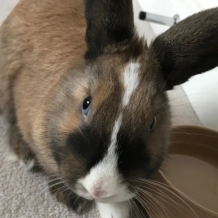 muffinthebunny