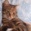 @marmeladka.meoww