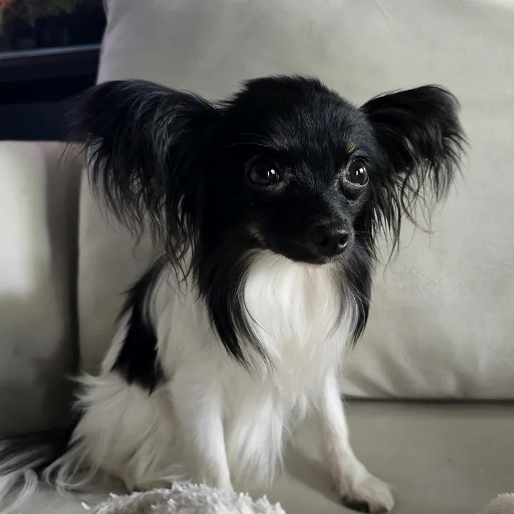 littlelunabean