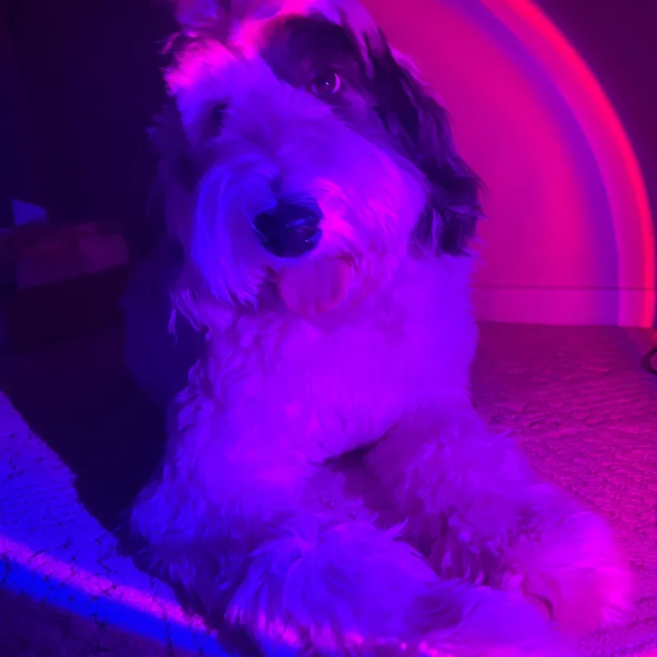 lilysagebloom