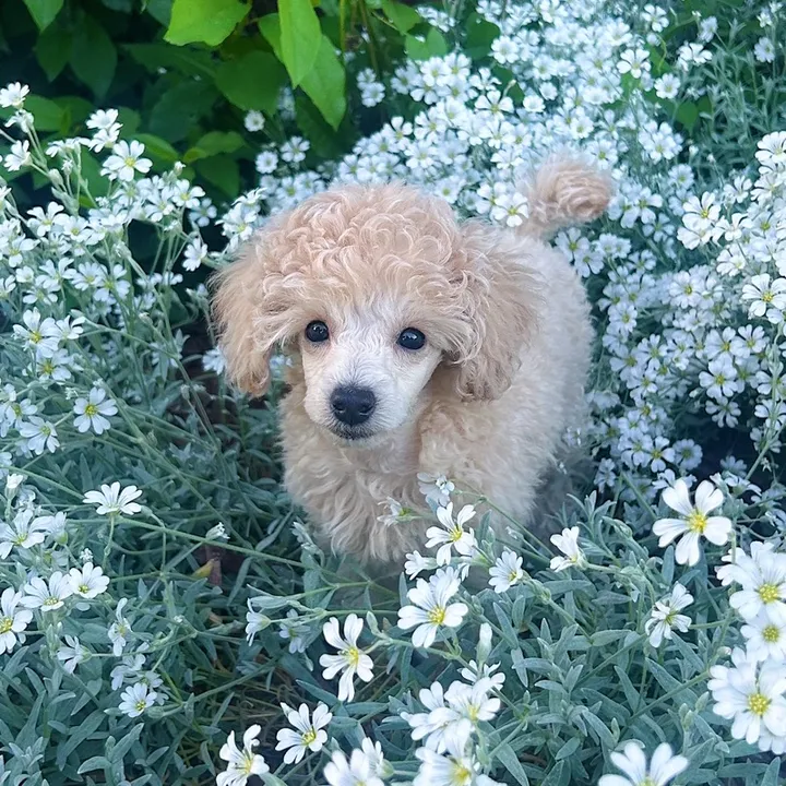 winniethepooodle