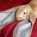 @esotericsquirrel
