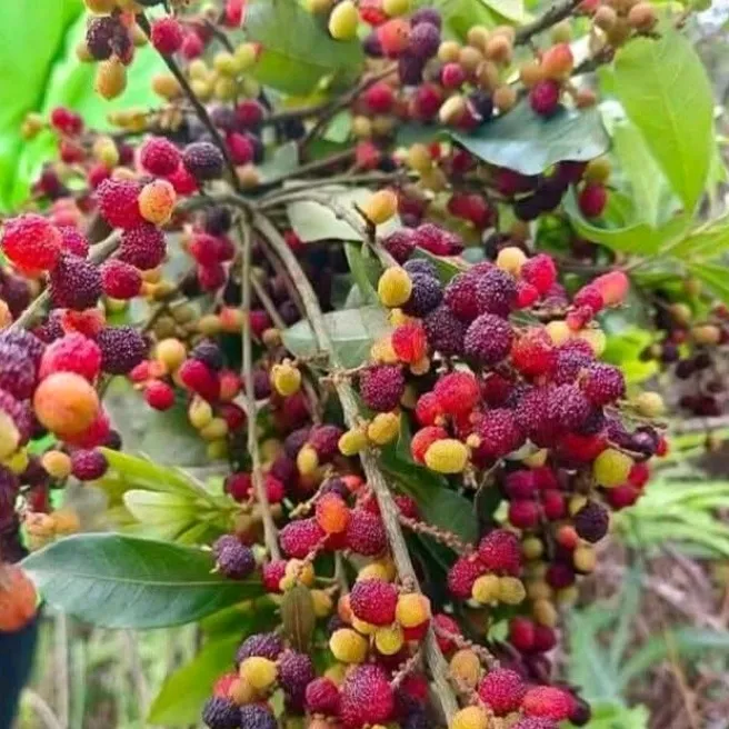 @jiya.xettry