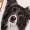 bob_the_bordercoillie