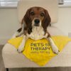 winniethetherapydog