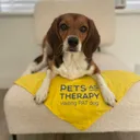 @winniethetherapydog