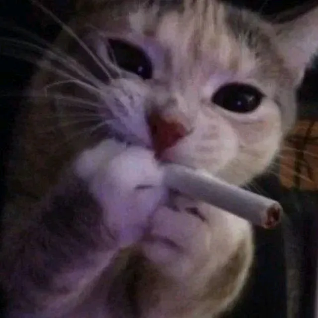 angilzq