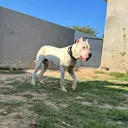 @liger_the_dogo