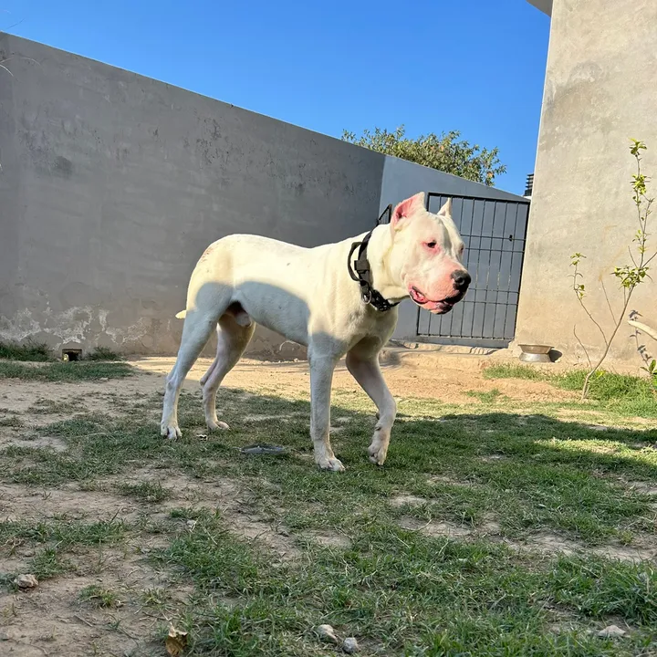 @liger_the_dogo