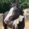 brynthecob
