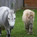 @cupcake.the.mini.pony