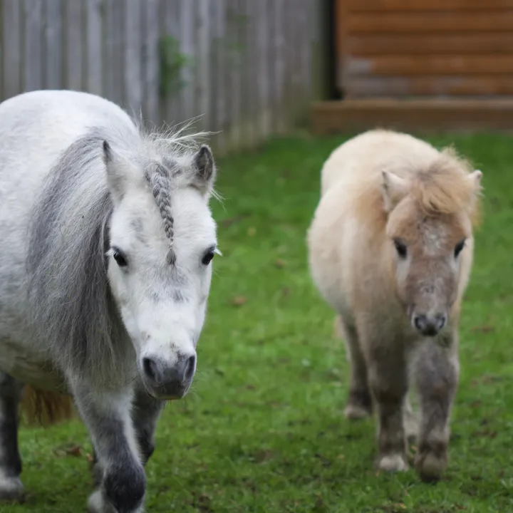 cupcake.the.mini.pony