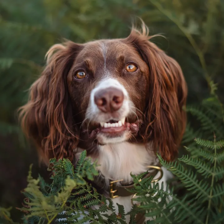@jinky_springerspaniel