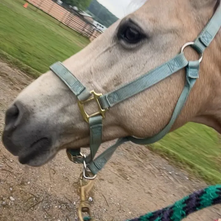 @hannahandherhorses