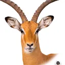 @peruanoland