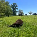 @rafterrranch