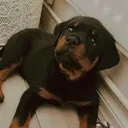 @diablothewigglebuttt