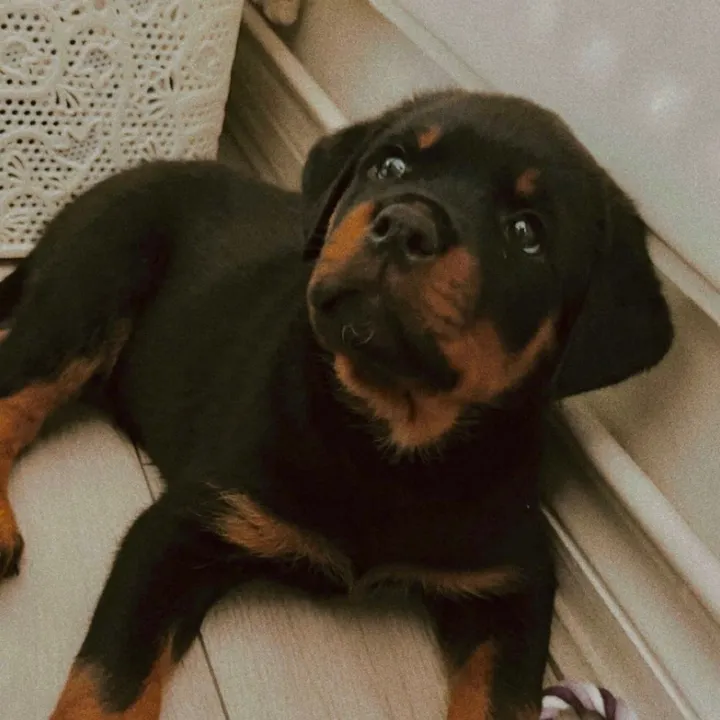 @diablothewigglebuttt
