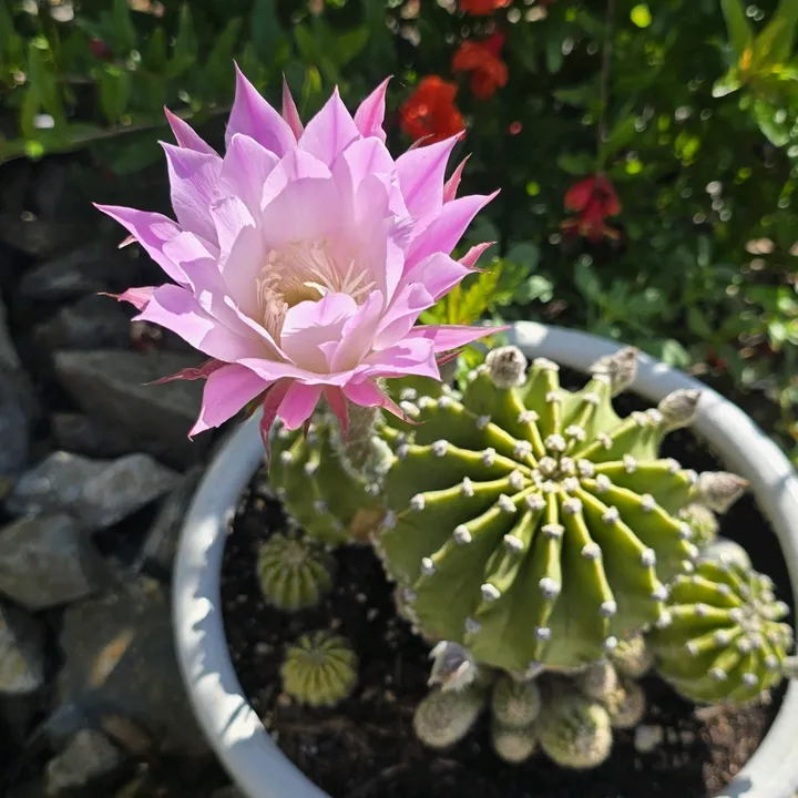 eljardindeyoya