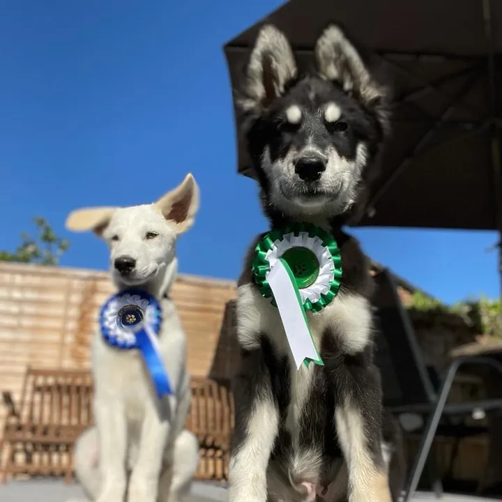 wolfandace