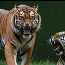 @tigerlover534