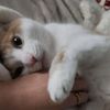 kittykitty1236777