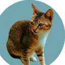@dailydoseofkittyuk