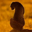 @animal.life.tz