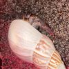 hermie.the.hermit2