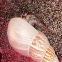 @hermie.the.hermit2
