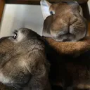 @rexrabbitrex