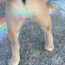 @frenchie1432