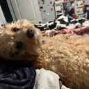 @maddieeee09_