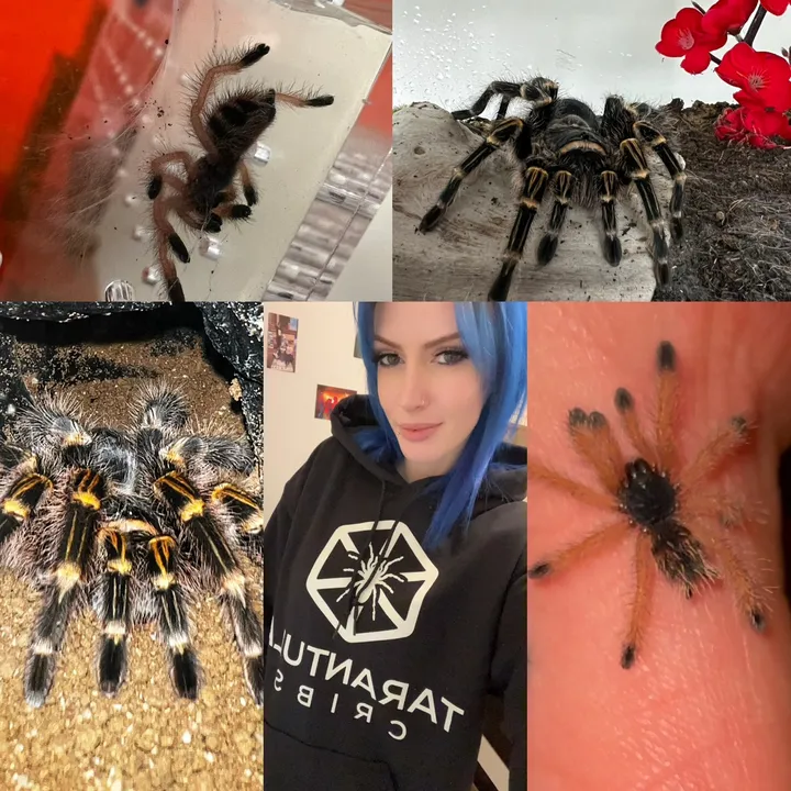 thetarantulatwins