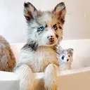 @cruisethepomsky
