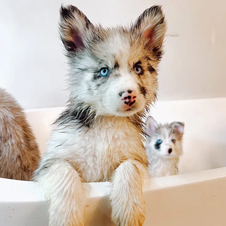 cruisethepomsky