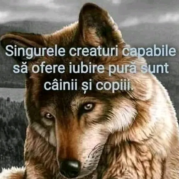 @andreea8796